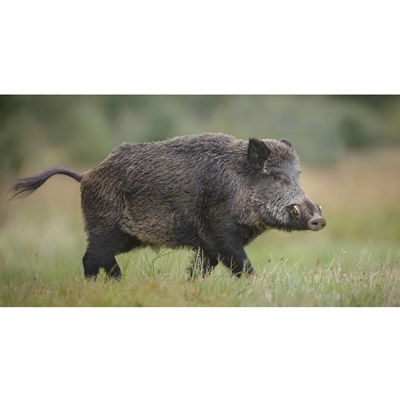 7. Hog Wild Hunting Package